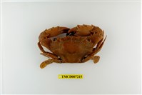 藏品(鈍齒短槳蟹)的圖片